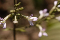 Gymnostachyum glabrum